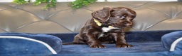 Cocker Spaniel dogs for sale: Kc Reg Health Tested Cocker Spaniel Puppies - Advert 28
