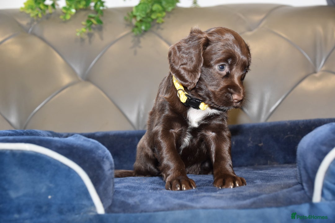 Cocker Spaniel dogs for sale: Kc Reg Health Tested Cocker Spaniel Puppies - Advert 28