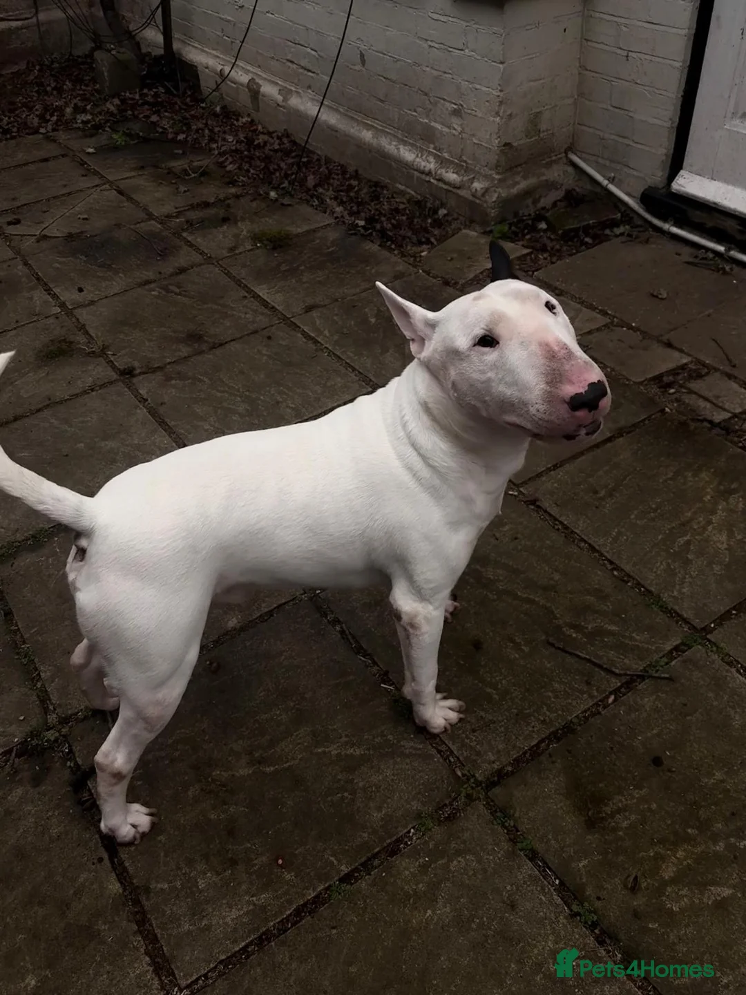 English Bull Terrier dogs for sale: Stunning English bullterrier boy - Advert 2