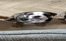 English Bulldog dogs for sale: English bulldog pups for sale  - Image 9