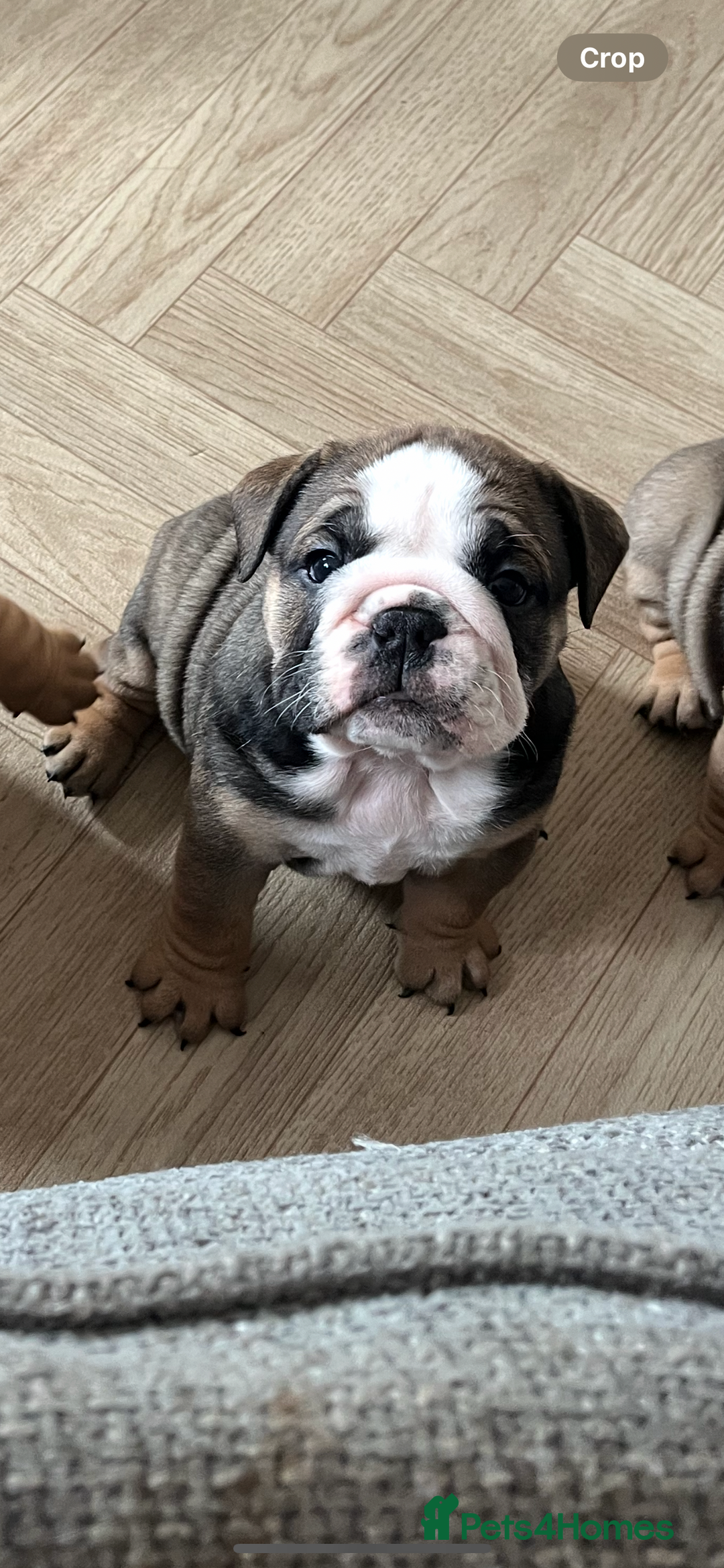 English Bulldog dogs for sale: English bulldog pups for sale  - Image 9