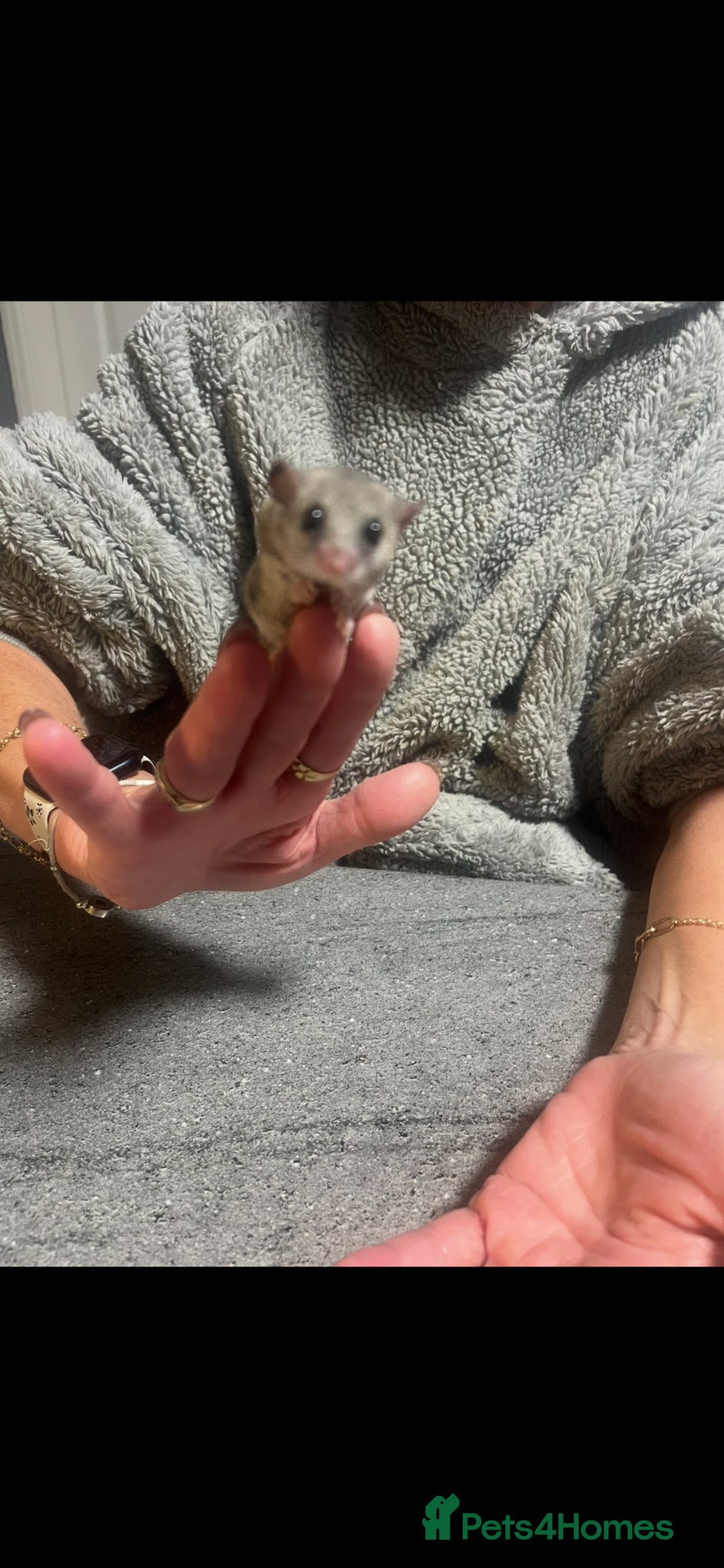 Mouse rodents for sale: African Pygmy dormice/squirrels - Advert 2
