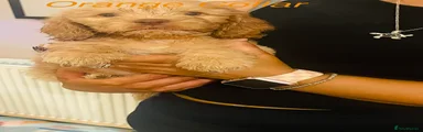 Cockapoo 4