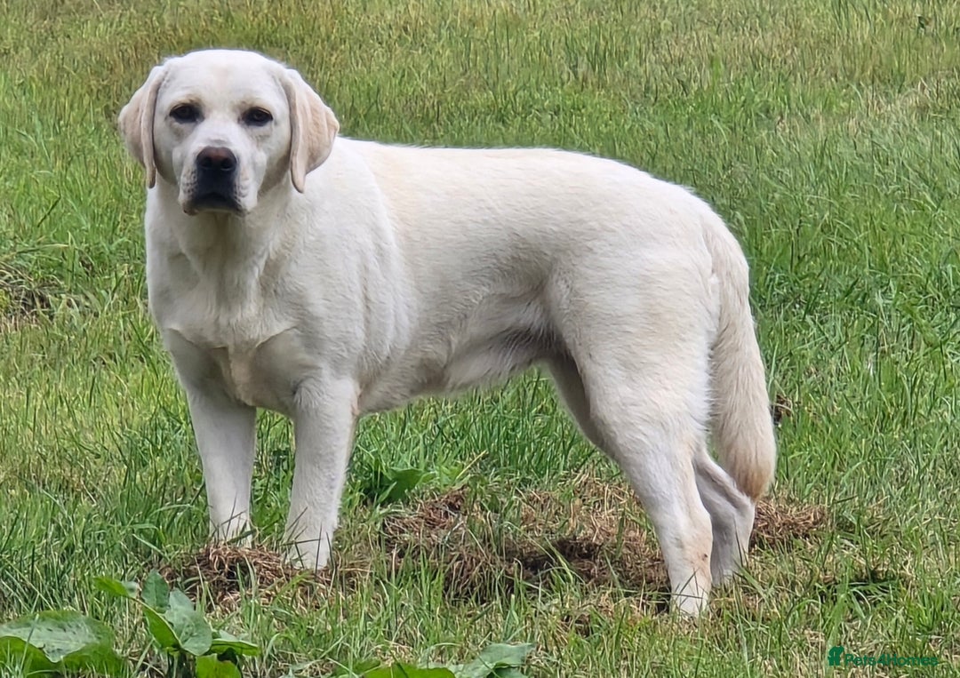 Labrador Retriever dogs for sale: Beautiful and Friendly 1 Year Old Bitch Labrador  - Image 5