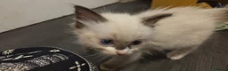 Ragdoll cats for sale: 🩵 6 Beautiful pure ragdolls 🩷 - Advert 16