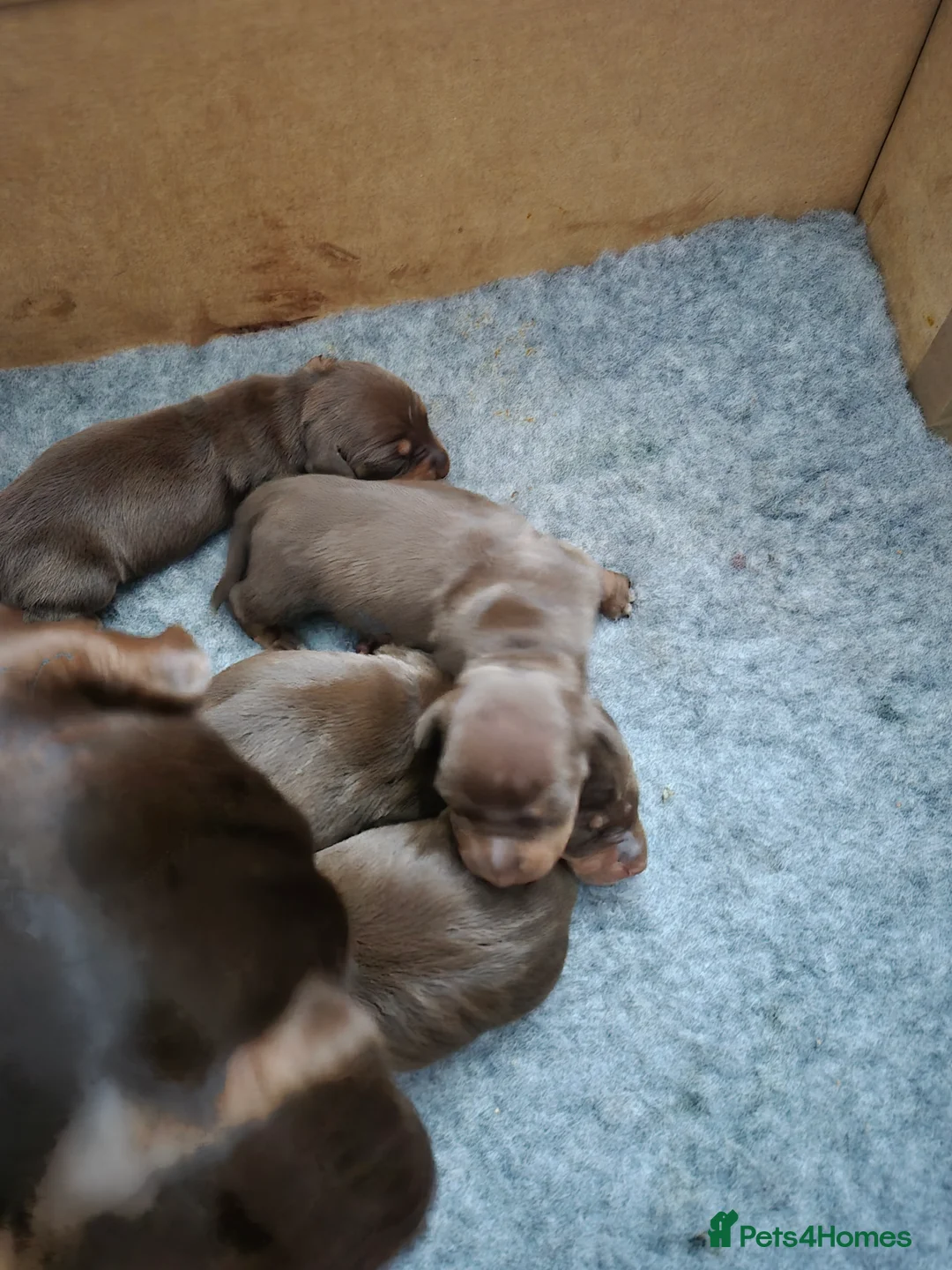 Miniature Dachshund dogs for sale: Miniture dachshund smooth hair puppies  - Advert 4