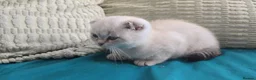 Scottish Fold cats for sale: 6 SCOTTISH FOLD KITTENS - Advert 7