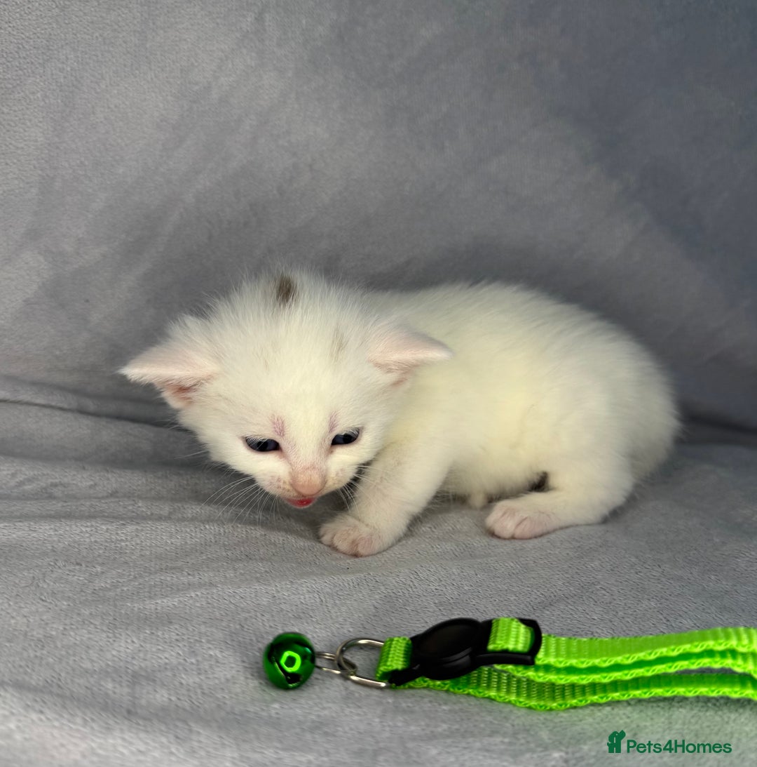 Turkish Van cats for sale: Rare Turkish van kittens for sale.  - Image 10