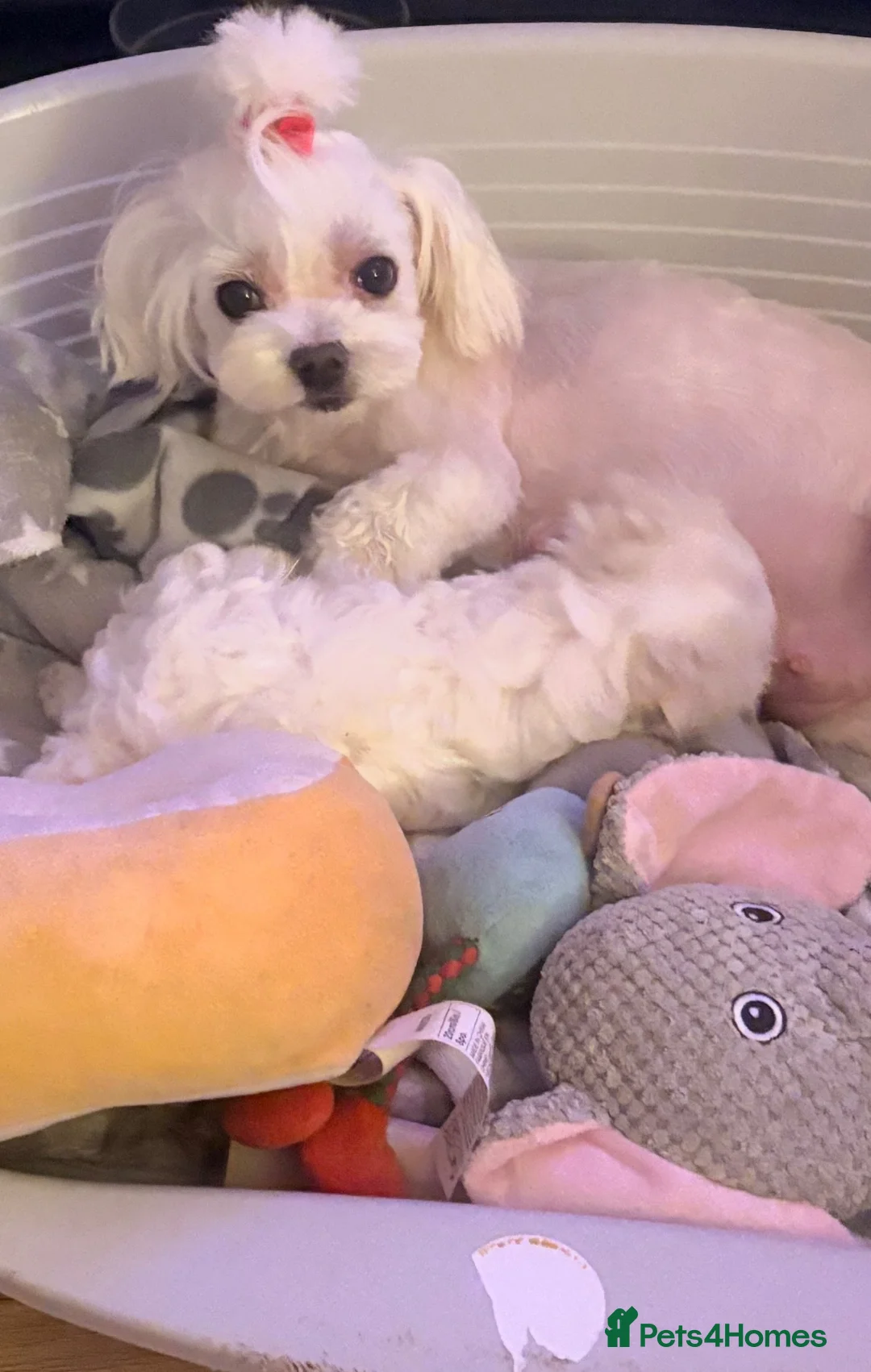 Maltese dogs for sale: KC Maltese Boy  in West Calder - Advert 2