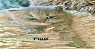 Maine Coon cats - Advert 6