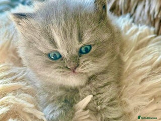 Maine Coon cats - Advert 19