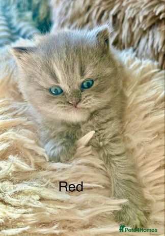 Maine Coon cats - Advert 14