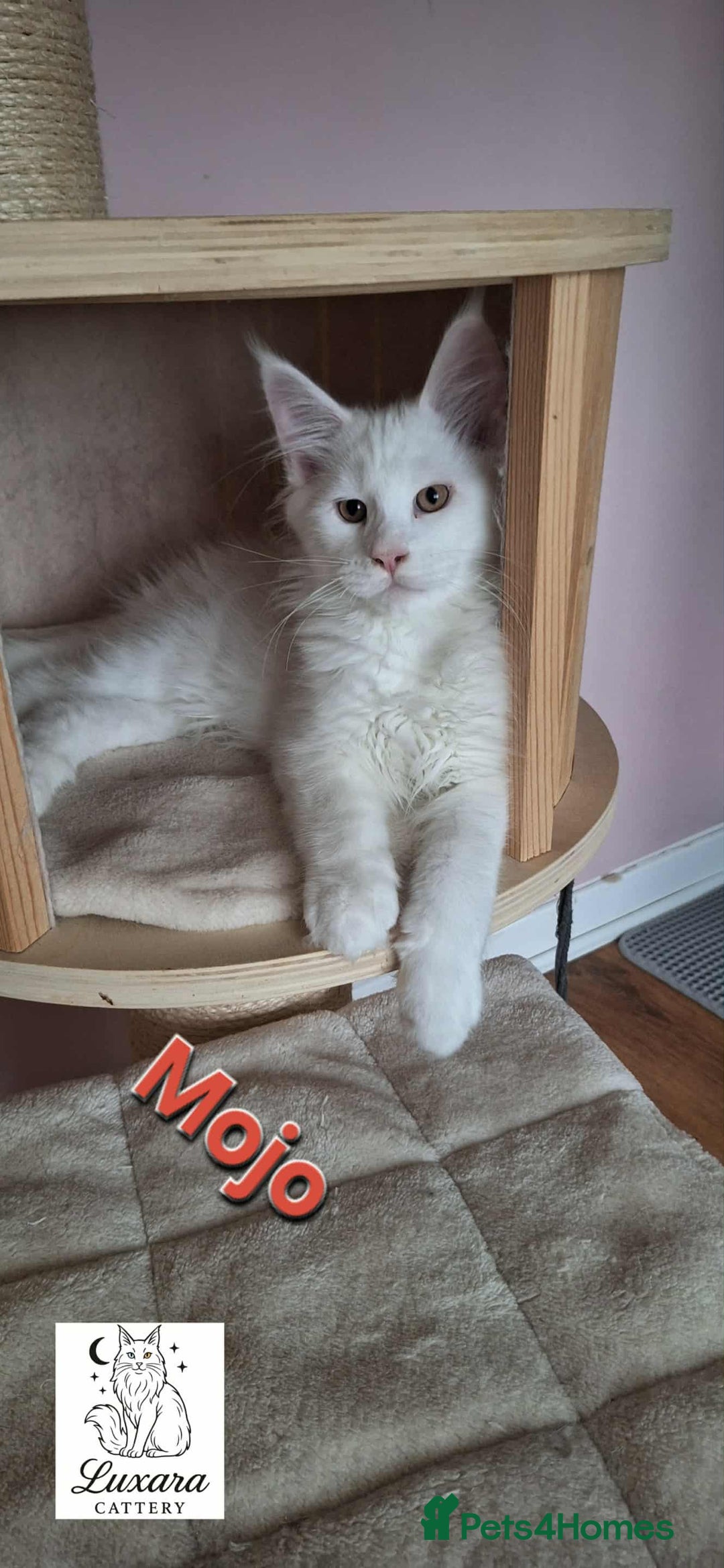 Maine Coon cats for sale: One left! MaineCoonKittens–GCCF/Pedigree - Advert 8