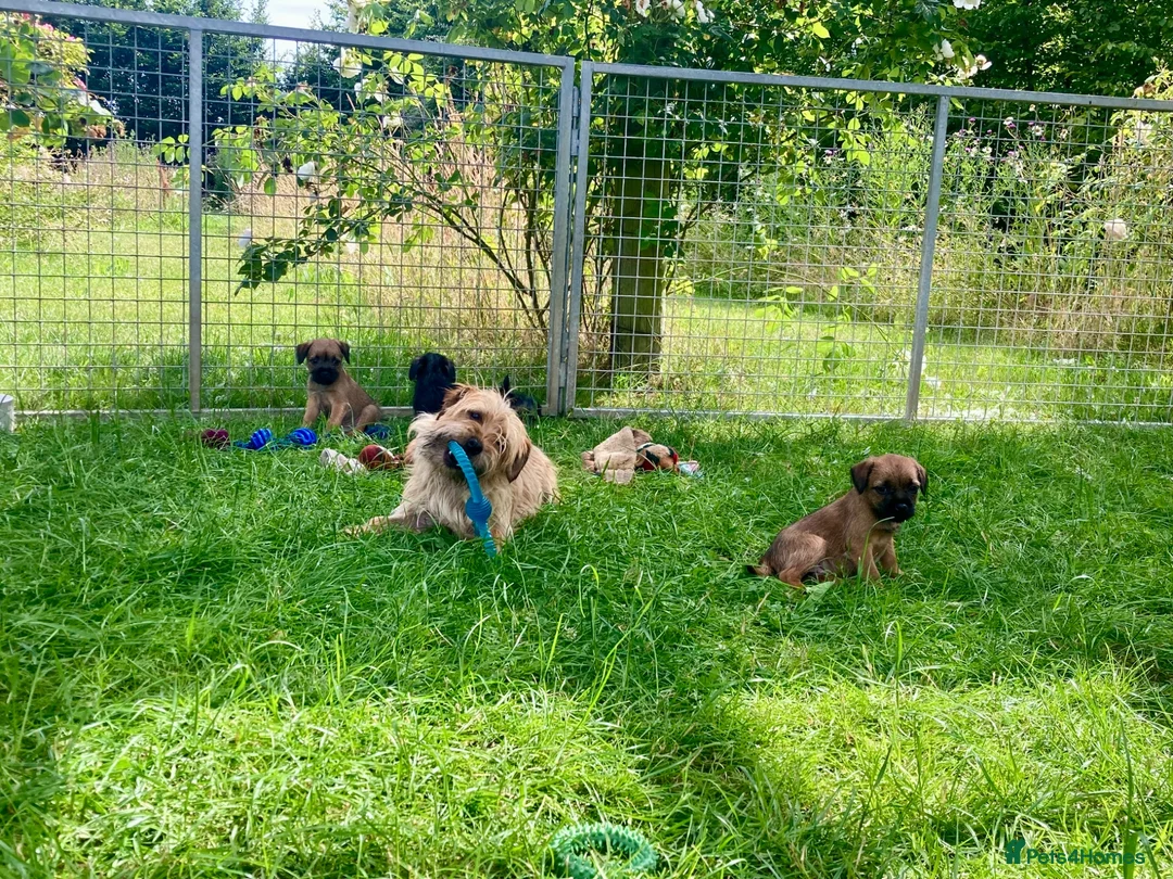 Mixed Breed dogs for sale:  Norfolk x Border Terrier pups - Advert 2