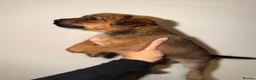 Border Terrier dogs for sale: Border pups  - Advert 6