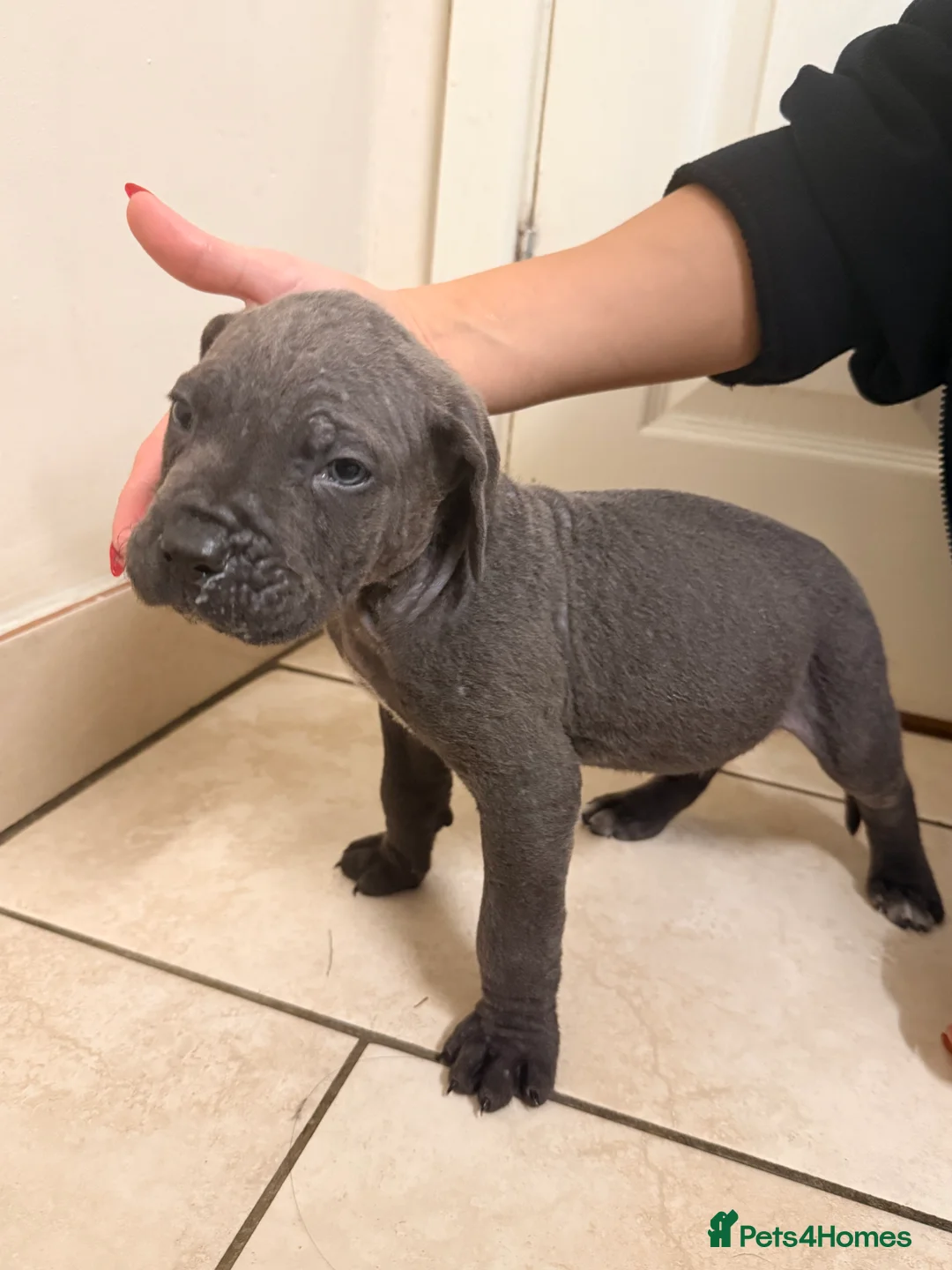 Cane Corso dogs for sale: Beautiful Cane Corso puppies available - Advert 35