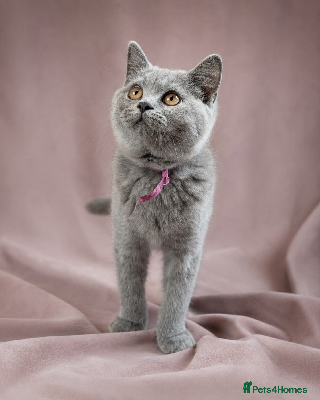 British Shorthair cats for sale: 2 confident vocal playful boys left one very big  - Advert 1