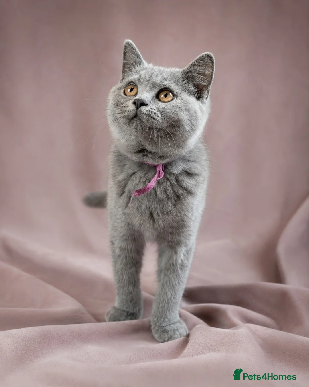 British Shorthair cats for sale: 2 confident vocal playful boys left one very big  - Advert 1