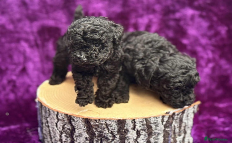 Toy Poodle dogs - Advert 2