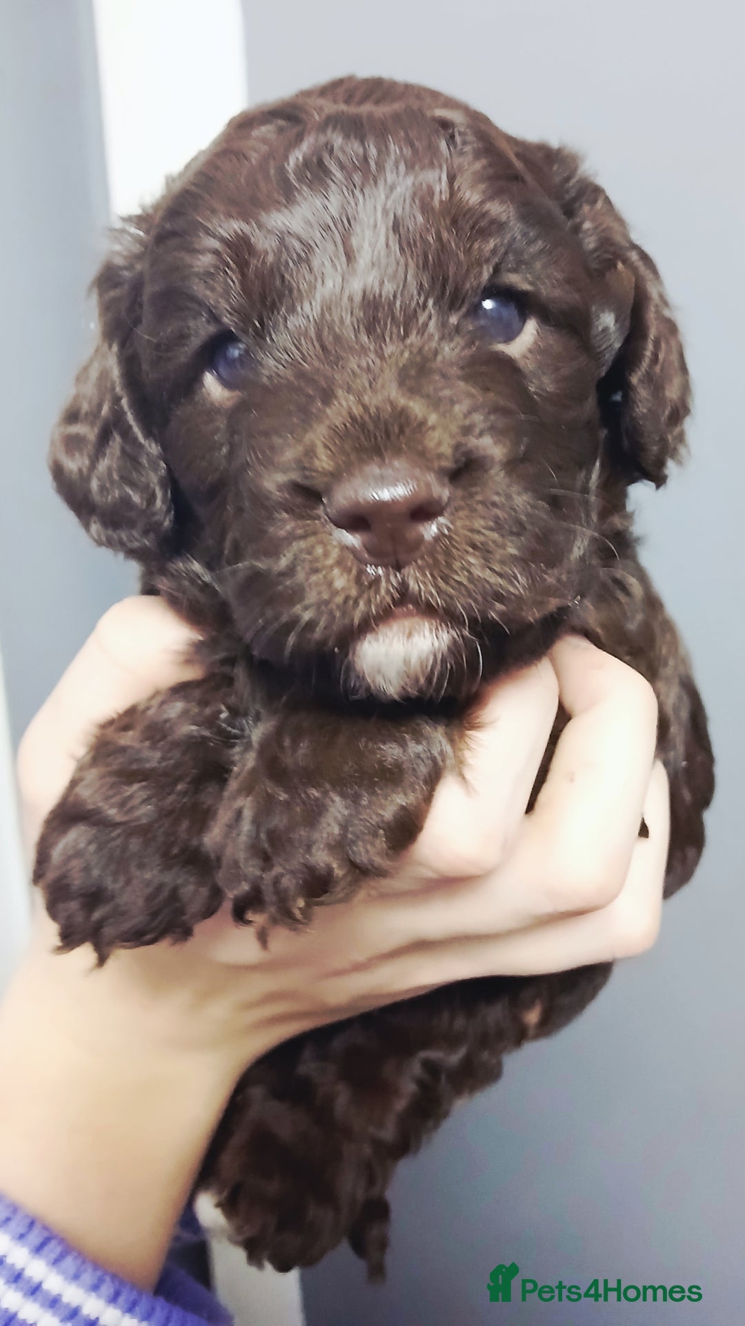 Cockapoo dogs for sale: F1 miniature cockapoos available 16th feb - Advert 6