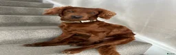 Cockapoo dogs for stud: ❤️ Beautiful Red F2 Cockapoo Stud – Proven – Teddy in Rotherham - Advert 4