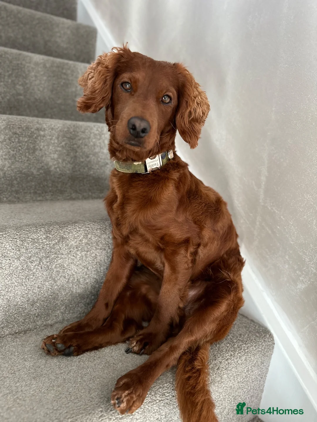 Cockapoo dogs for stud: ❤️ Beautiful Red F2 Cockapoo Stud – Proven – Teddy in Rotherham - Advert 4