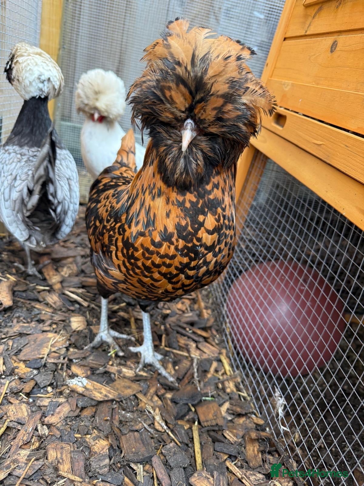 Chickens poultry Polish Bantams x3 laying - Advert 1