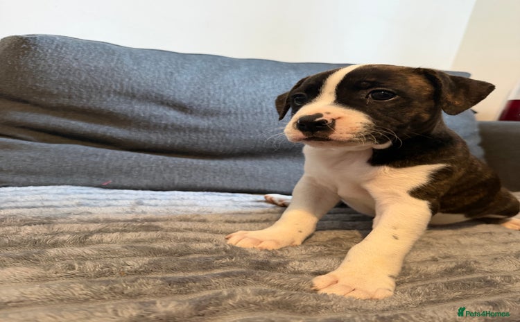 Mixed Breed dogs - Advert 8