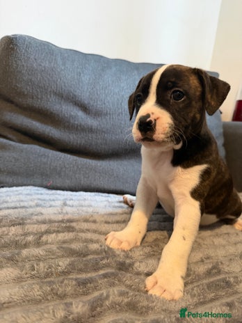 Mixed Breed dogs - Advert 8