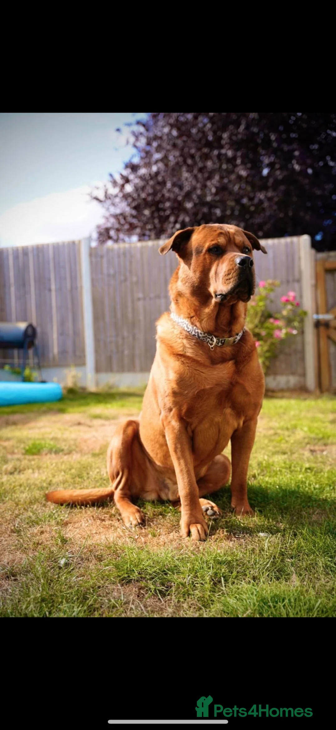 Mixed Breed dogs for stud: Rottweiler x bullmastiff  in Brigg - Advert 3