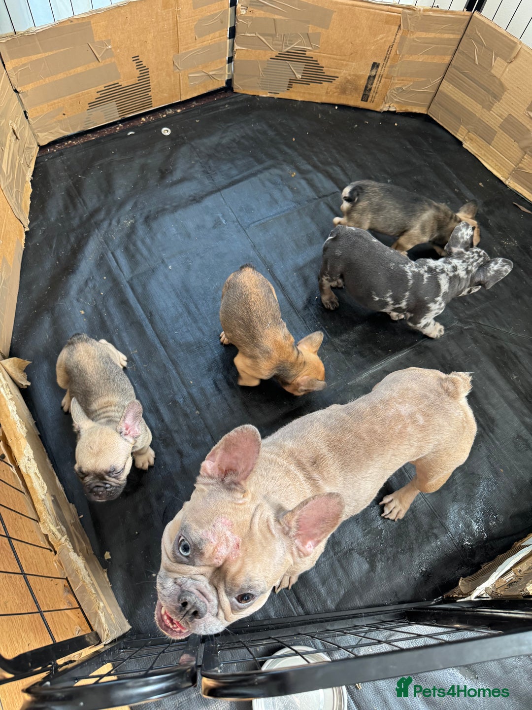 French Bulldog dogs for sale: Fluffy Gene Carrying Frenchies - Image 13