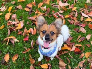 Mixed Breed dogs Pip - gorgeous 15 month old Pom Jack - Advert 1