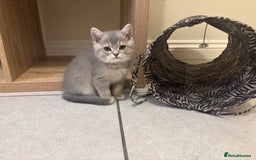 Brazilian Shorthair cats for sale: Last 2 gold tabby left ****READY TO GO ***** - Image 22