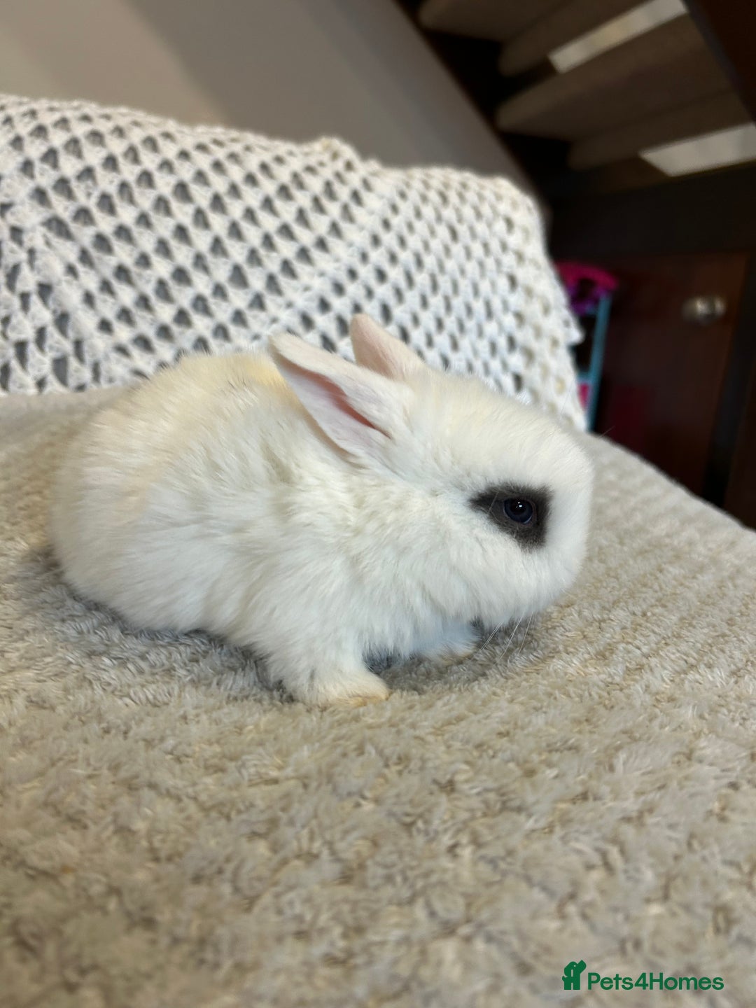 Mini Lop rabbits for sale: Pure Mini Lop babies  - Advert 4