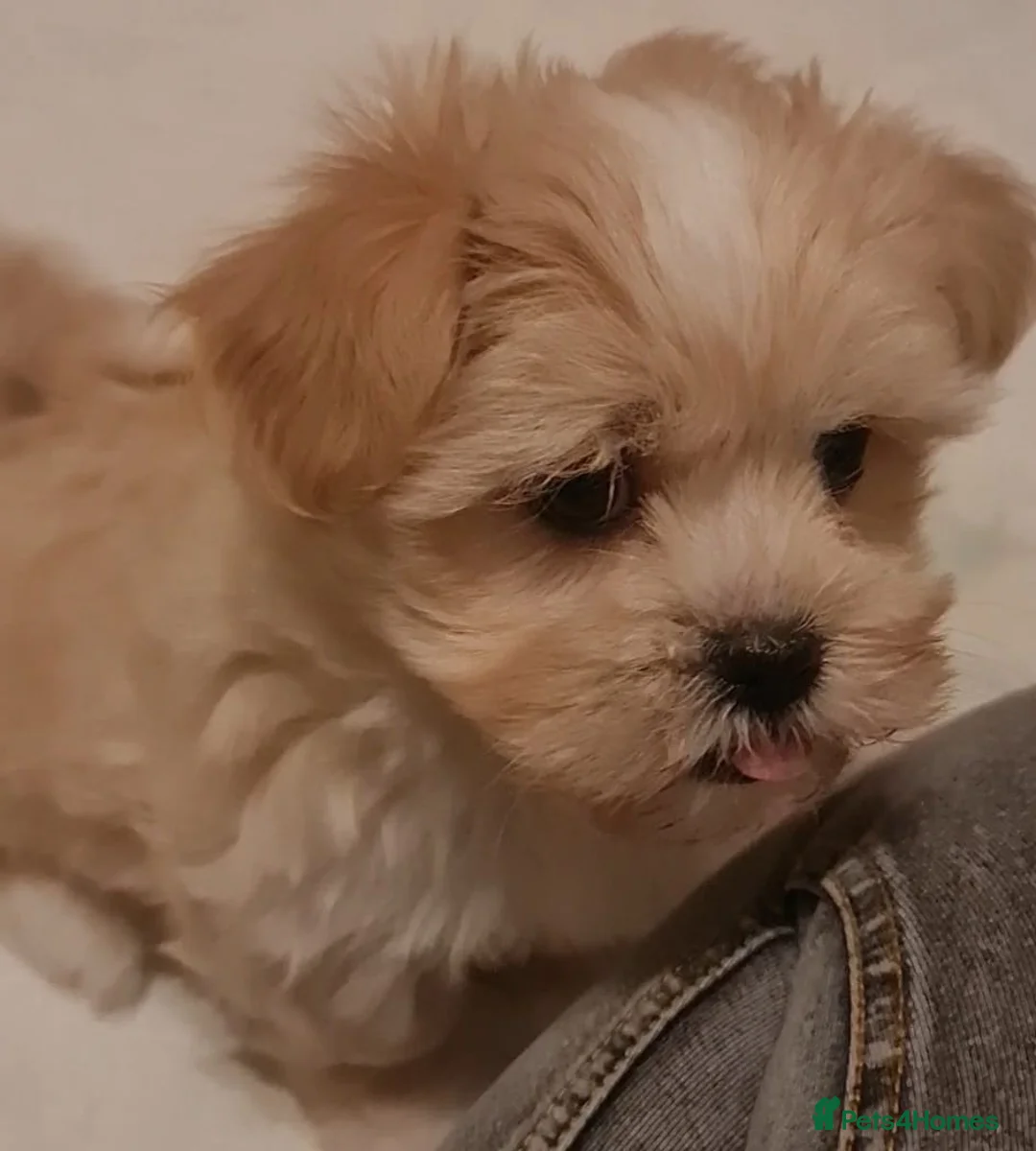 Mixed Breed dogs for sale: Havanese x Maltese Havamalts - Advert 4