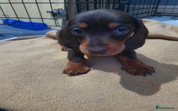 Miniature Dachshund dogs for sale: Two stunning miniature dachshunds lefts - Advert 6
