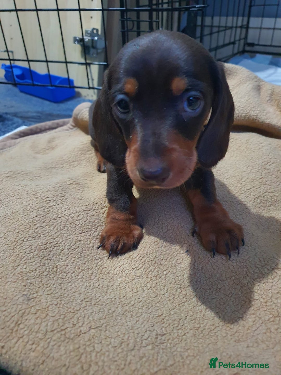 Miniature Dachshund dogs for sale: Two stunning miniature dachshunds lefts - Advert 6