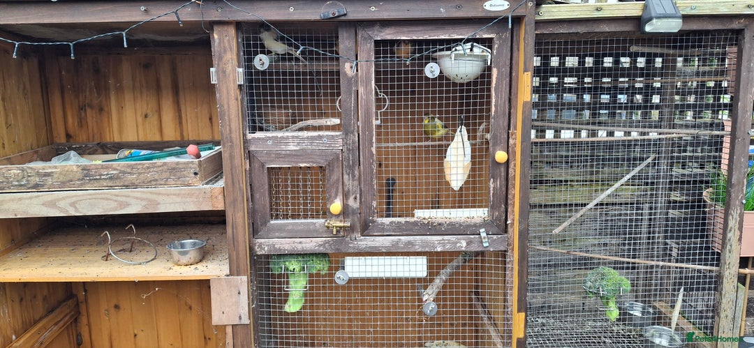 Canaries birds for sale: 6 Canaries  - Advert 7