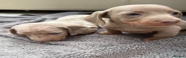 Dachshund 4