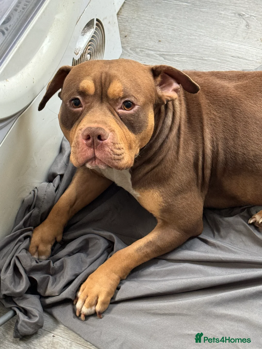 American Bully dogs for sale: Pocket bully looking for a new home - Advert 1