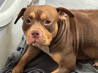 American Bully dogs Pocket bully looking for a new home - Advert 1