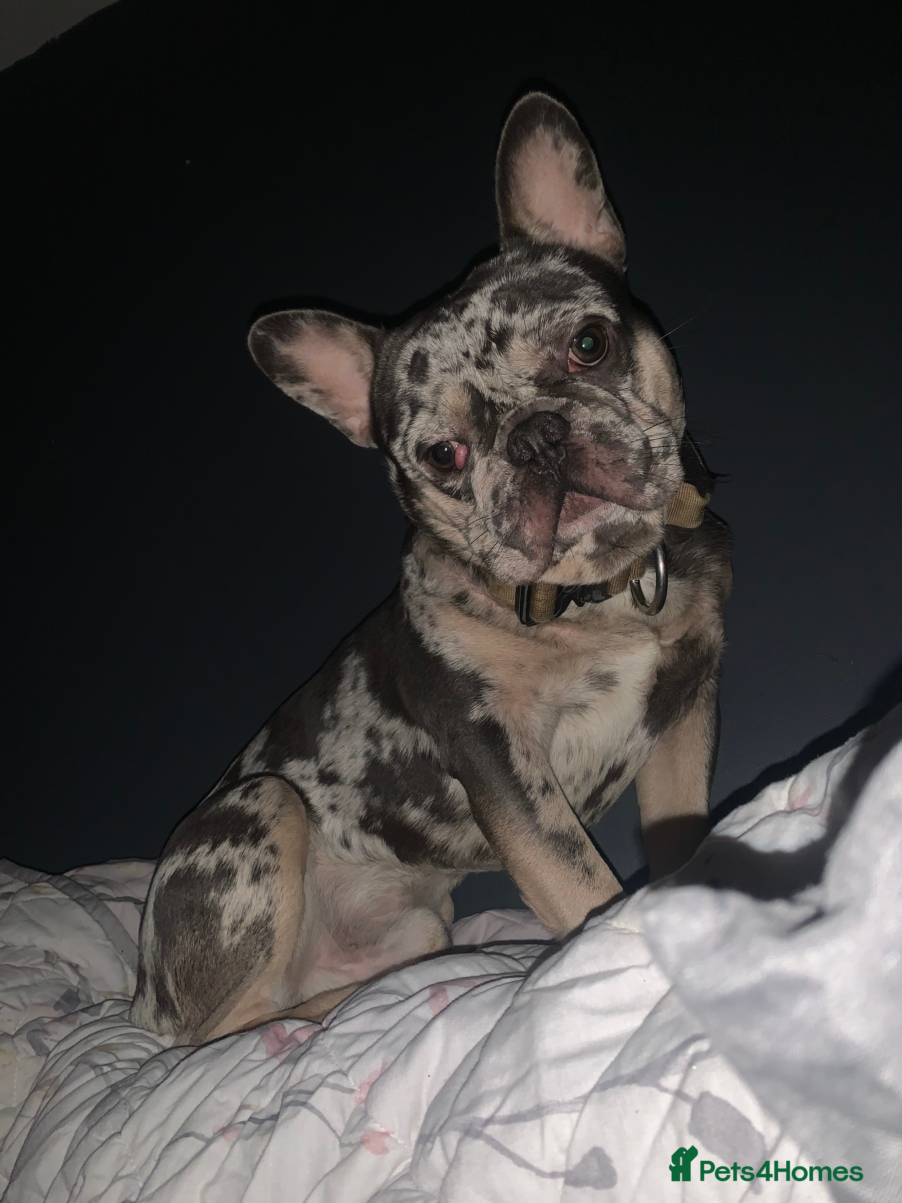 French Bulldog dogs Rokko French bulldog  - Advert 3