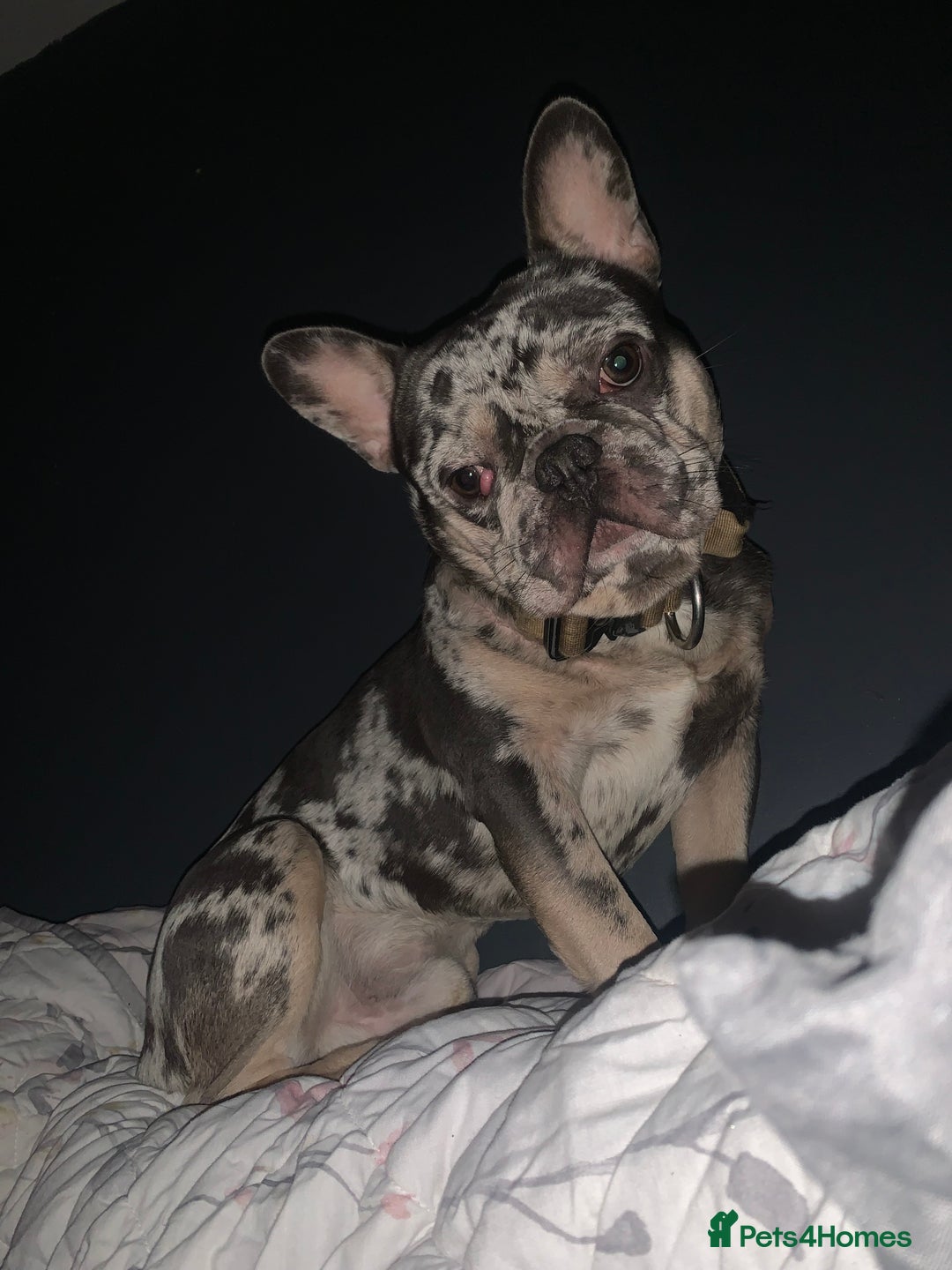 French Bulldog dogs for stud: Rokko French bulldog  - Advert 1