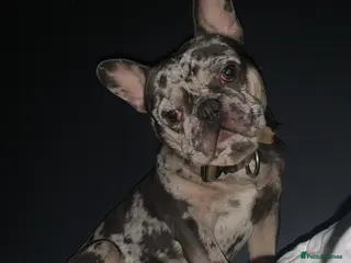 French Bulldog dogs Rokko French bulldog - Advert 7