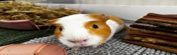 Guinea Pig rodents for sale: Meet ‘Squiggles’  in Barry - Advert 5