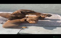 Miniature Dachshund dogs for sale: Lovely Miniature Dachshund Puppies - Image 2
