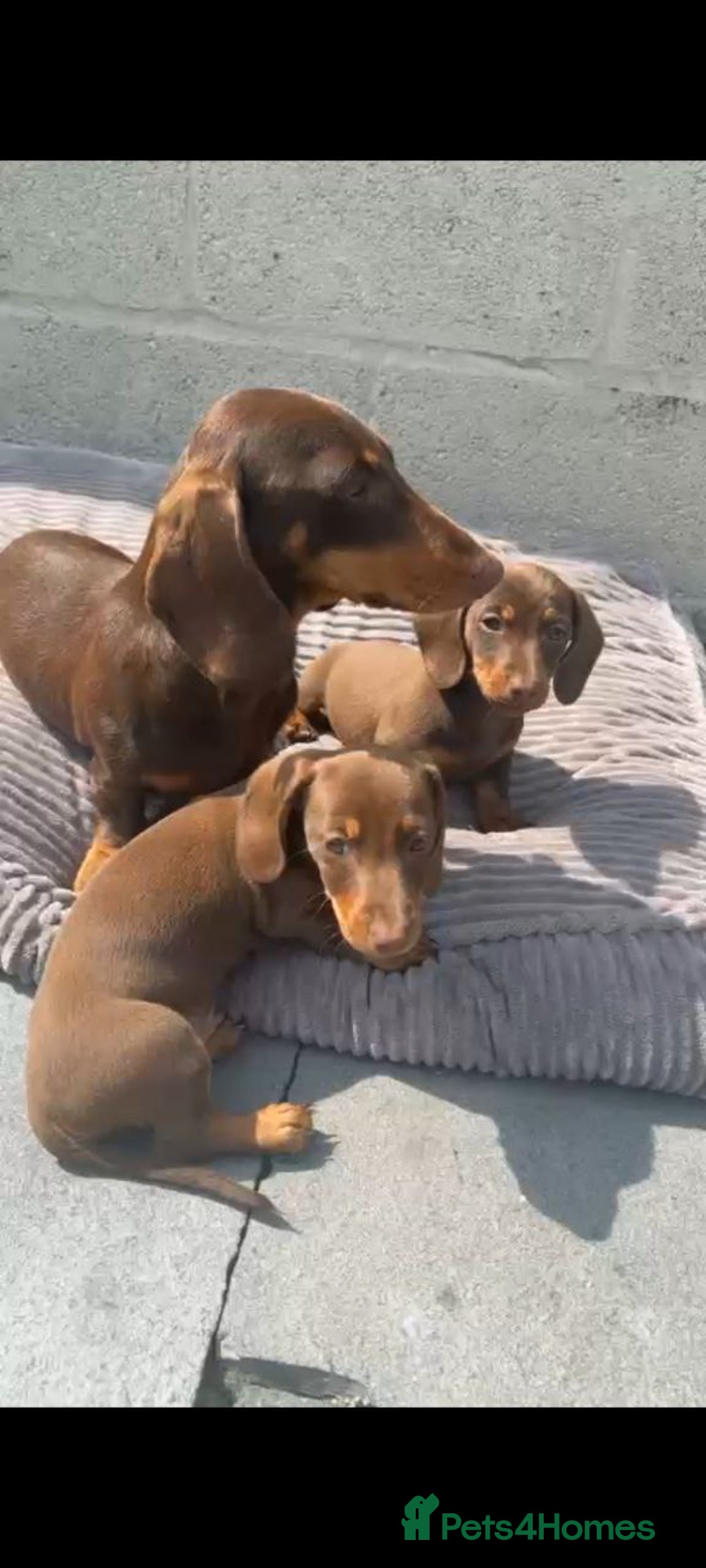 Miniature Dachshund dogs for sale: Lovely Miniature Dachshund Puppies - Image 2