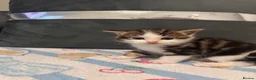 Mixed Breed cats for sale: Beautiful kittens🐱 - Advert 5