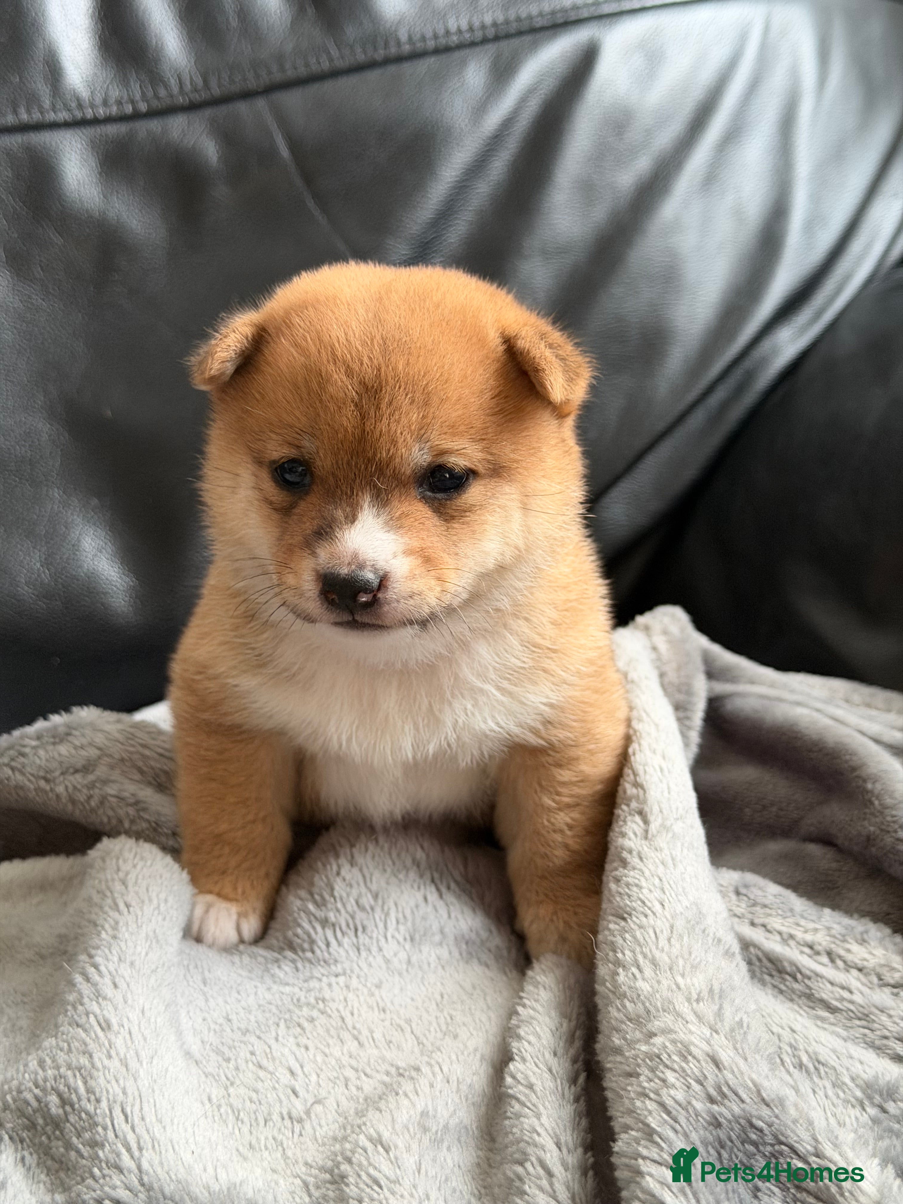Japanese Shiba Inu dogs for sale: Japanese Mameshiba Inu Puppies Show Grade - Advert 6