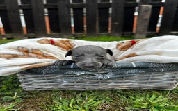 Whippet dogs for sale: READY NEXT WEEK! GORGEOUS WHIPPET PUPPIES - Image 16